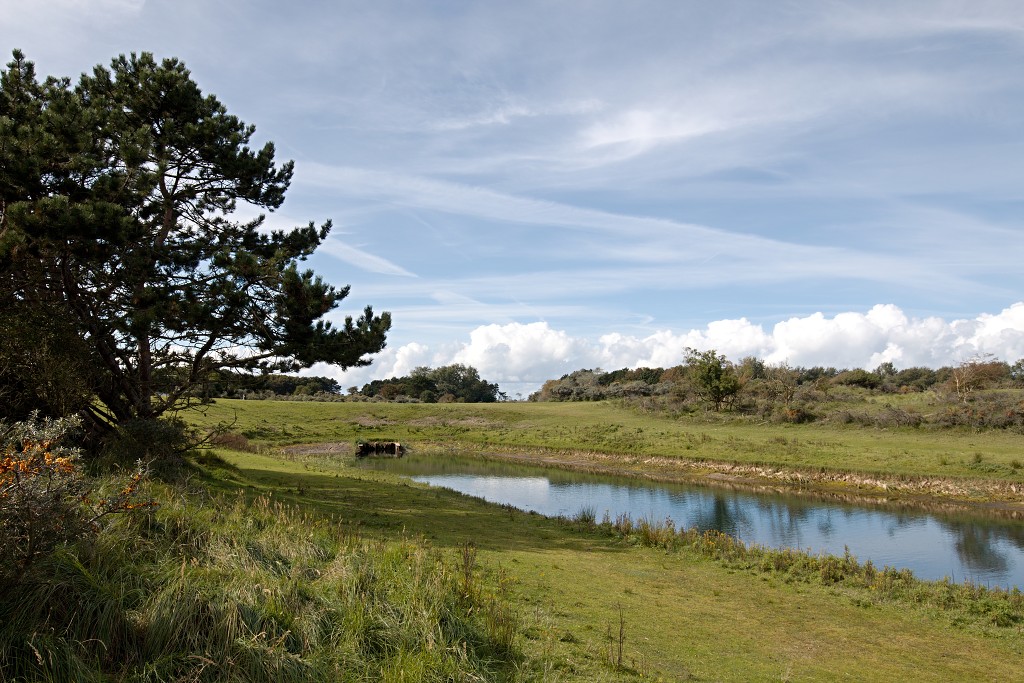 AWD Amsterdamse Waterleidingduinen natuurgebied polder bos vos hert herten damhert duinen zandvoort waterwingebied